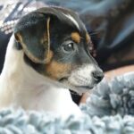 2022-05-03 Hunde 003_verkleinert