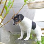 2022-05-06 Hunde 004_verkleinert